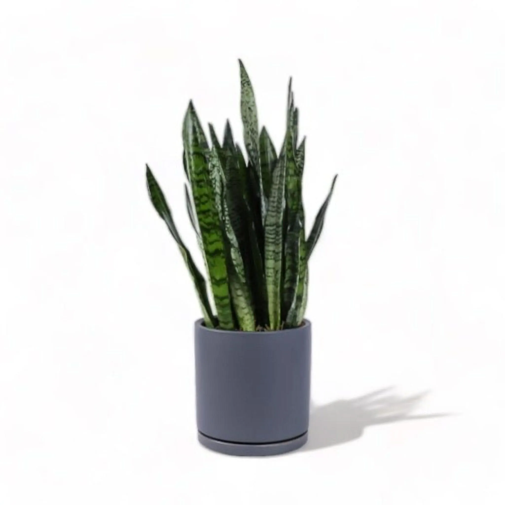 Large Gemstone Potted Snake Plant