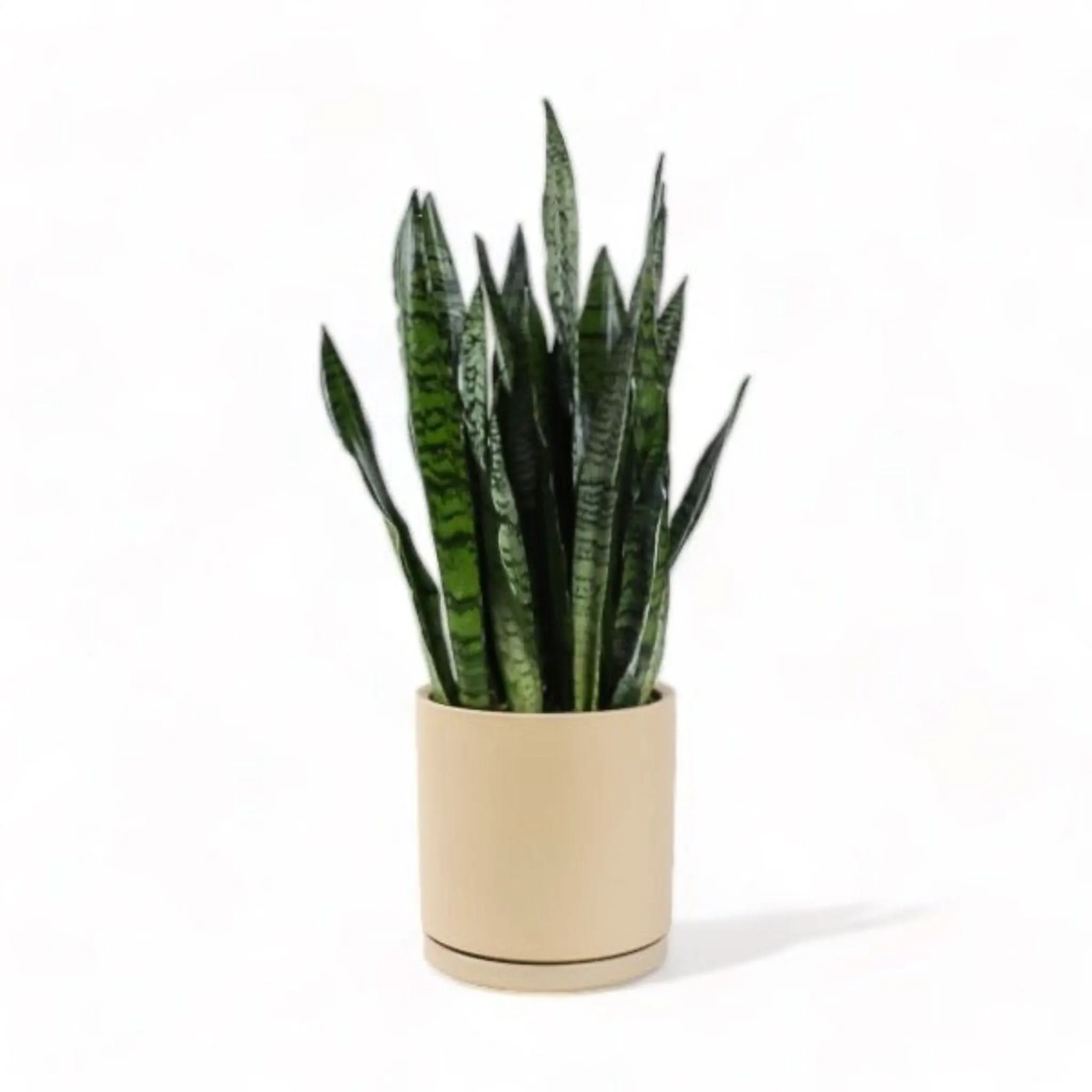 Large Gemstone Potted Snake Plant