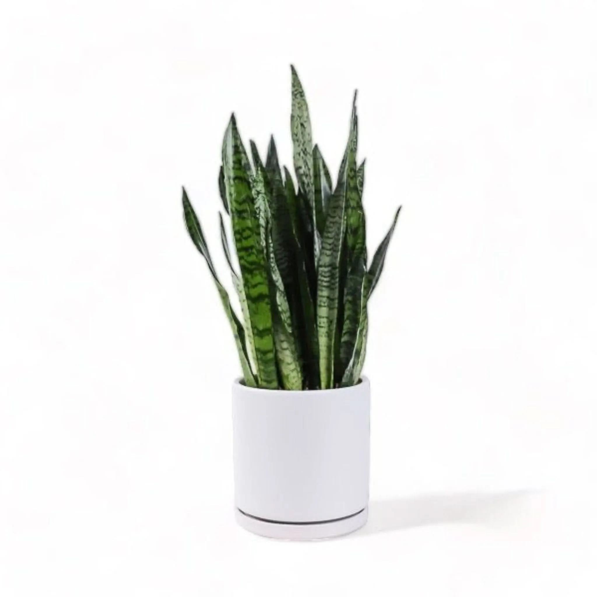 Large Gemstone Potted Snake Plant