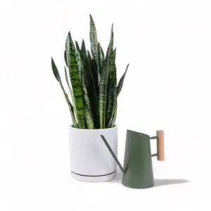 Large Gemstone Potted Snake Plant