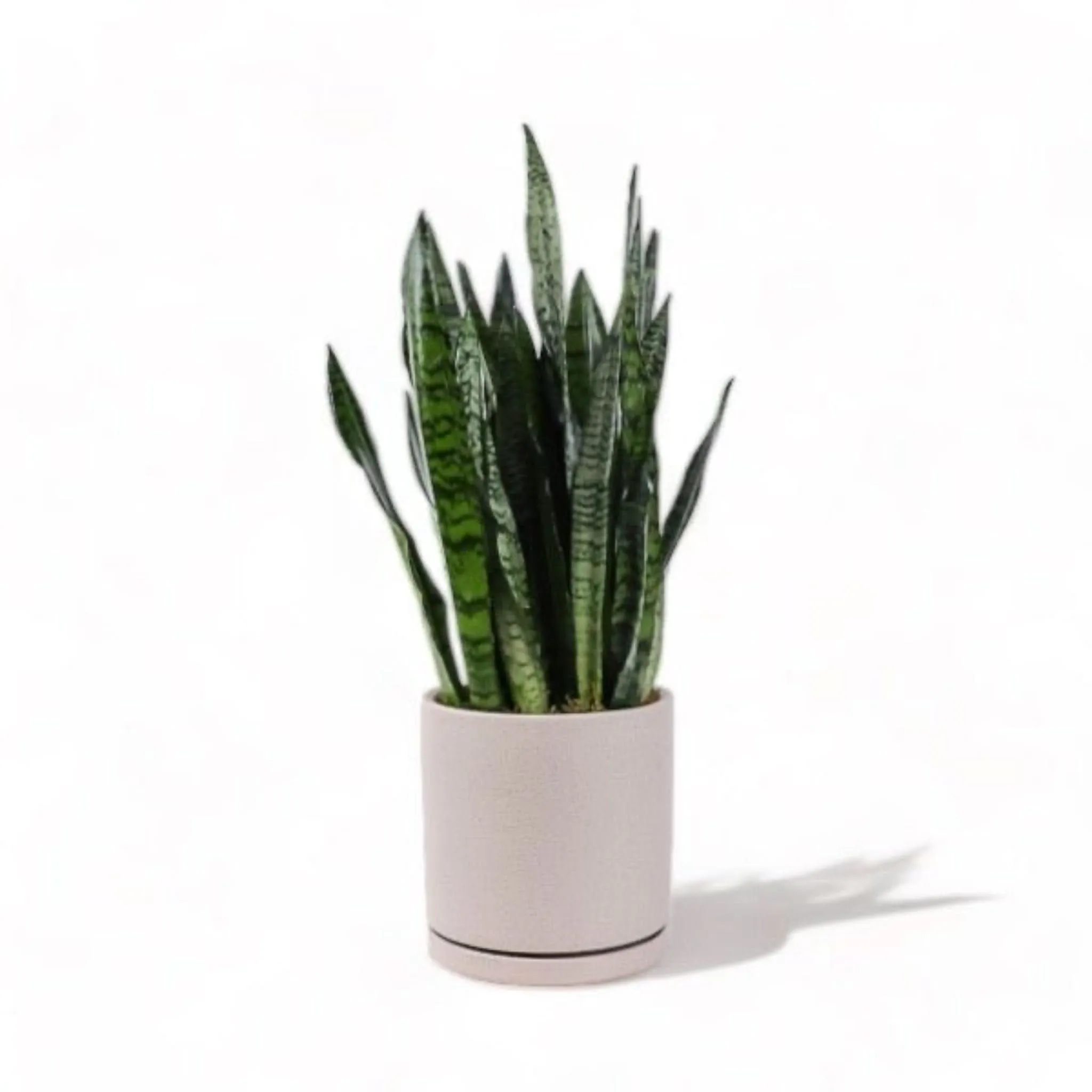 Large Gemstone Potted Snake Plant
