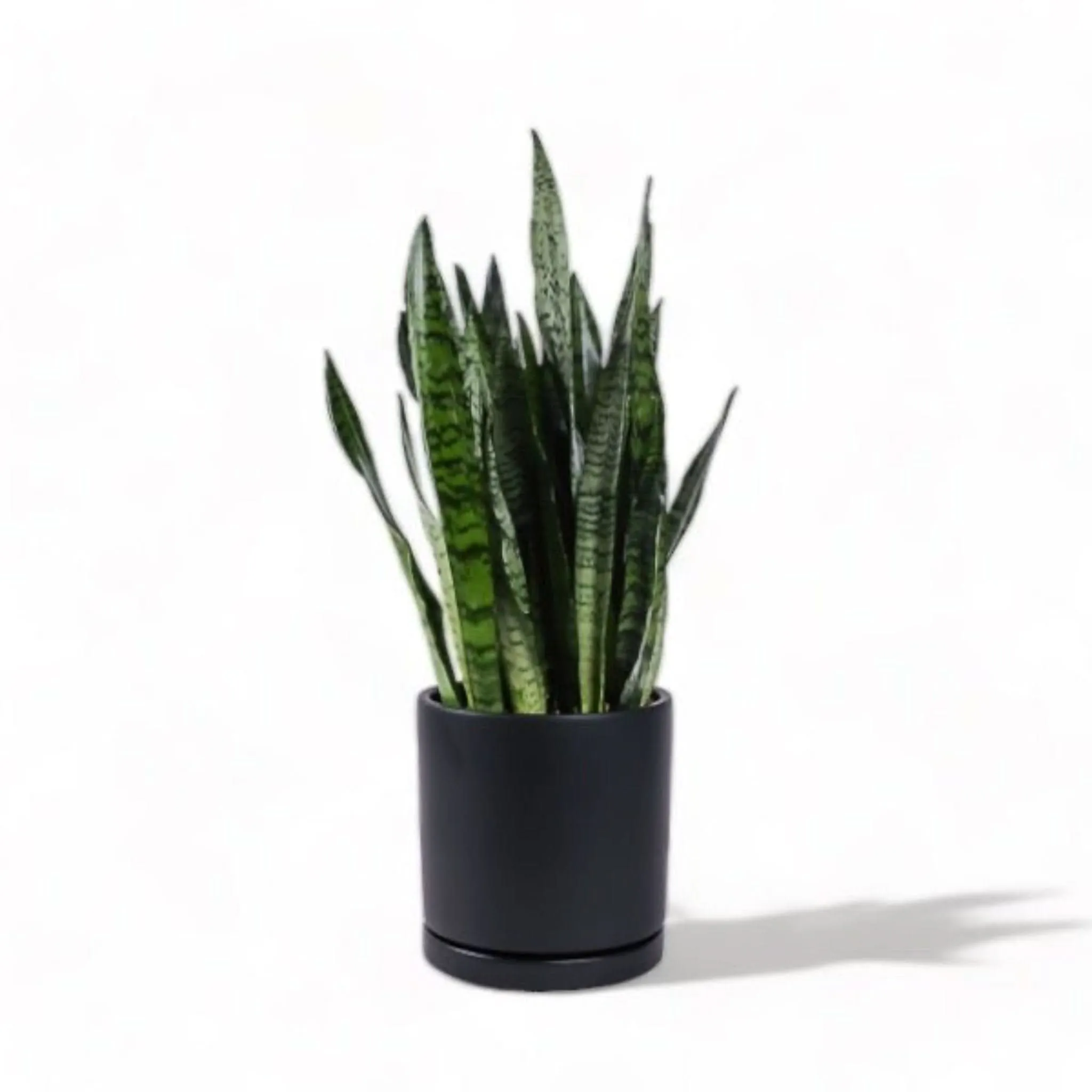 Large Gemstone Potted Snake Plant