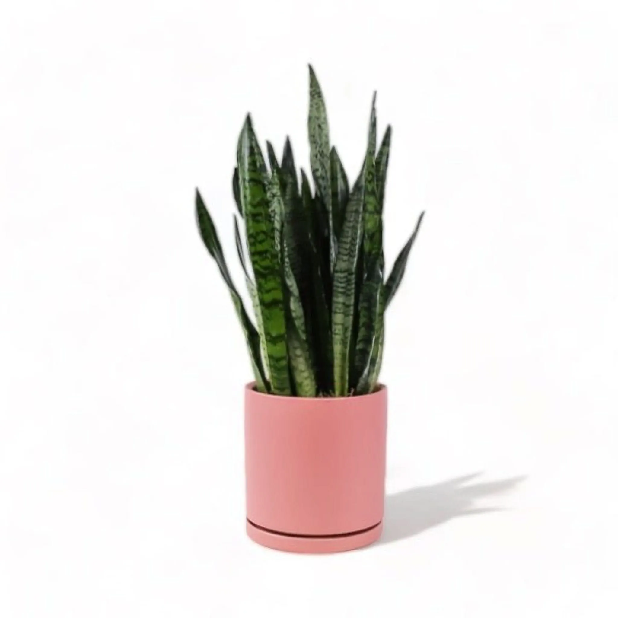 Large Gemstone Potted Snake Plant