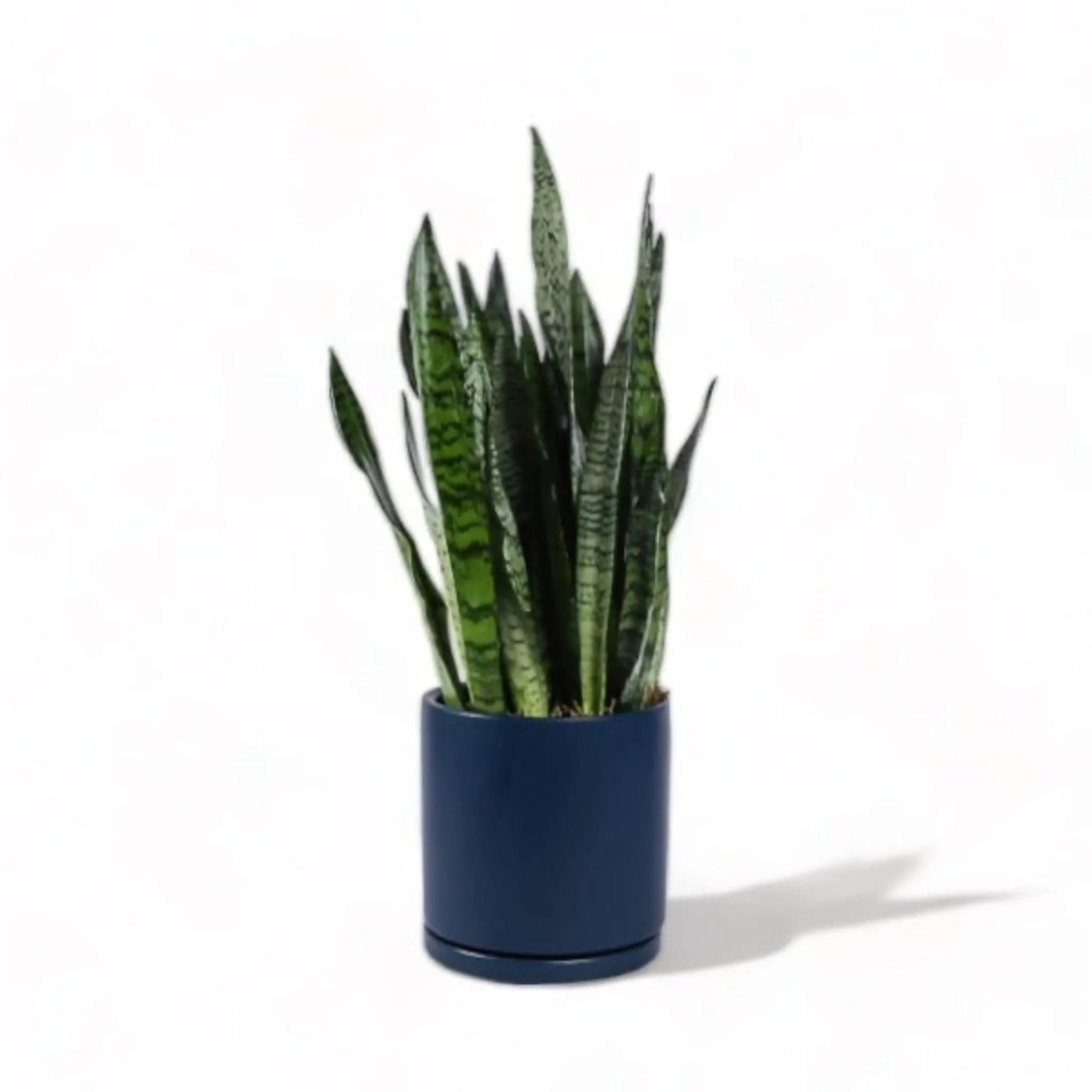 Large Gemstone Potted Snake Plant