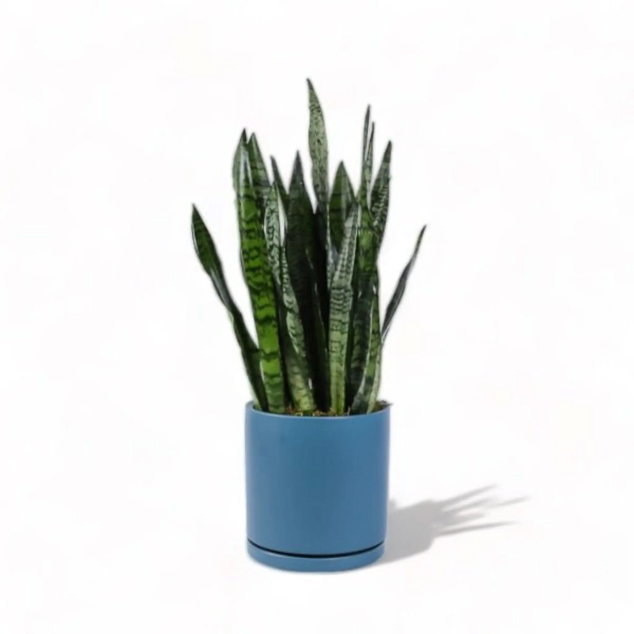 Large Gemstone Potted Snake Plant