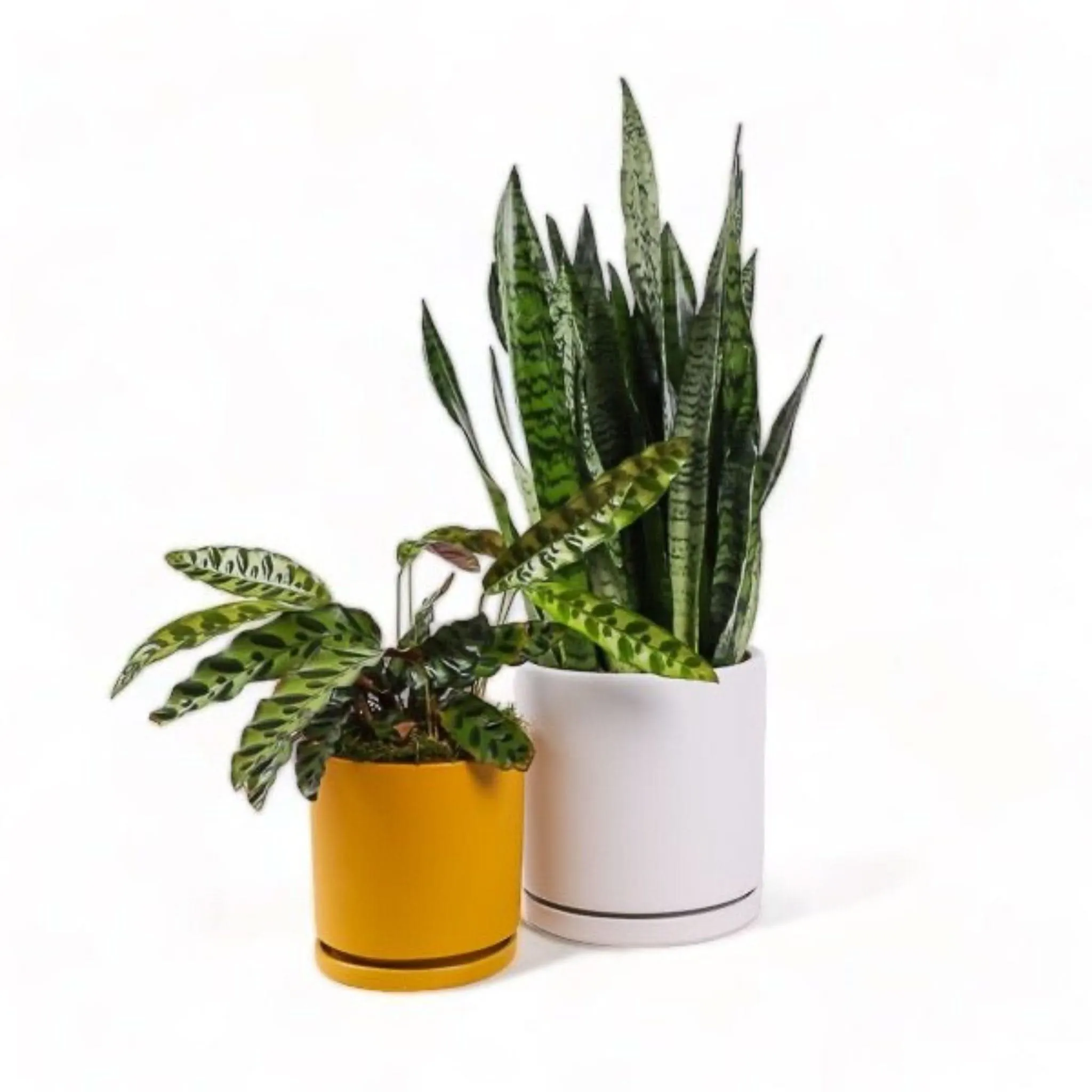 Large Gemstone Potted Snake Plant