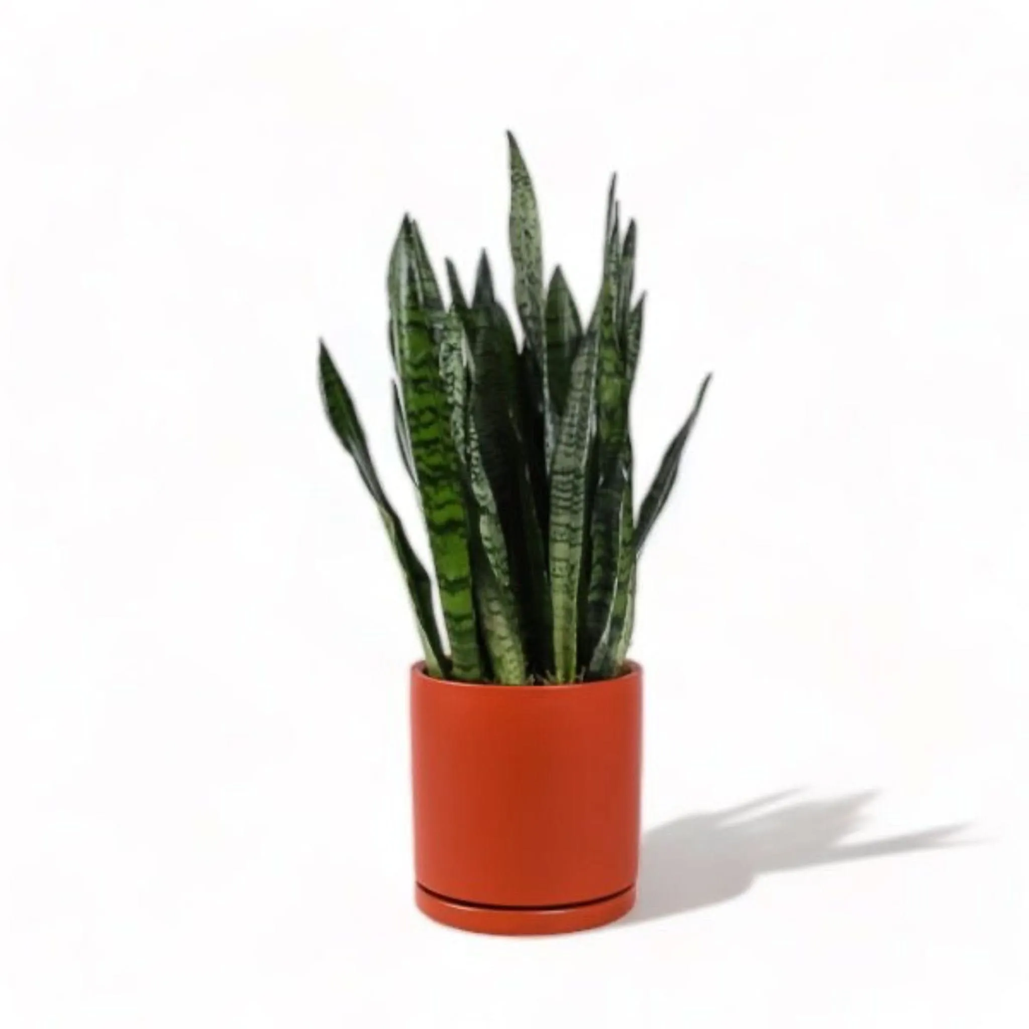 Large Gemstone Potted Snake Plant
