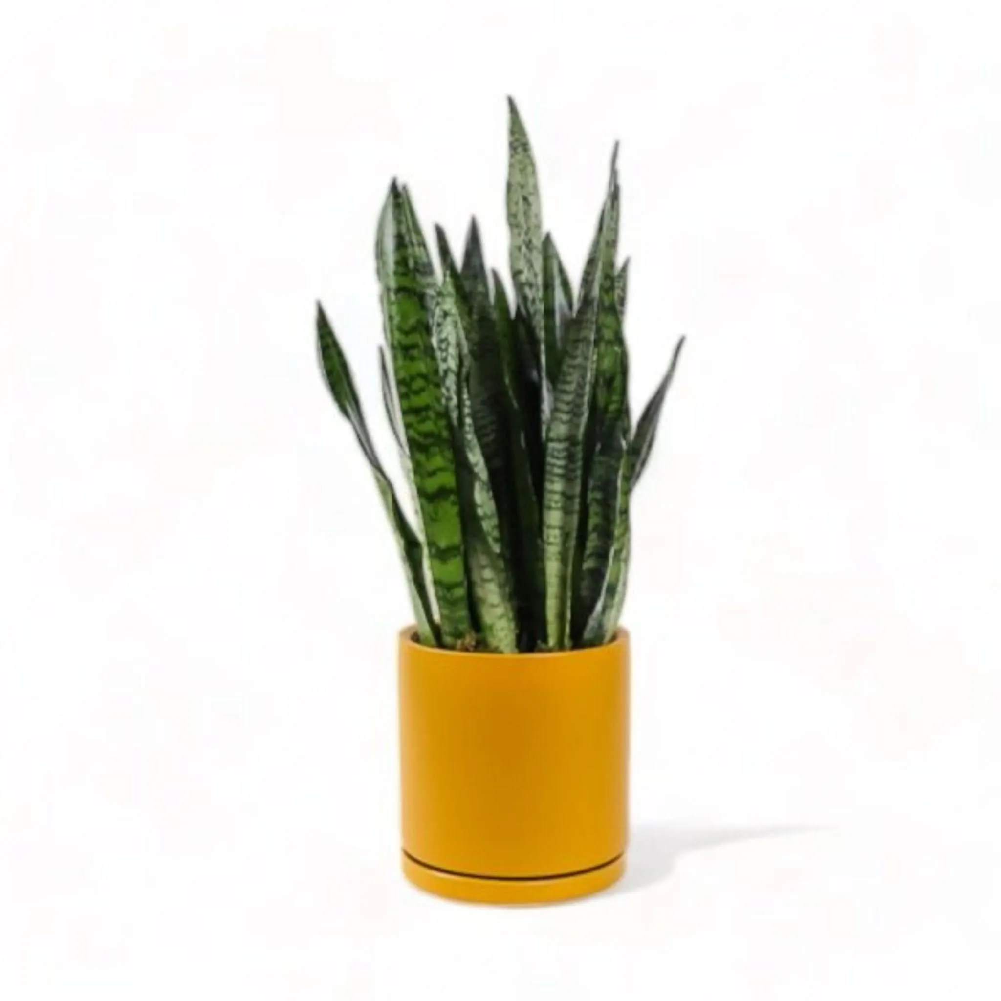 Large Gemstone Potted Snake Plant